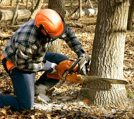 Tree Removal in Huntly, VA